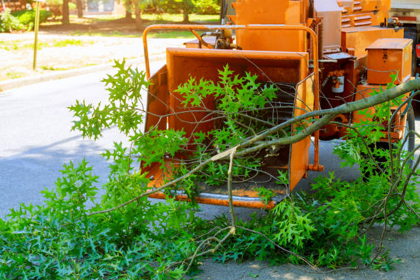 How Our Tree Care Process Works  in  Glenshaw, PA