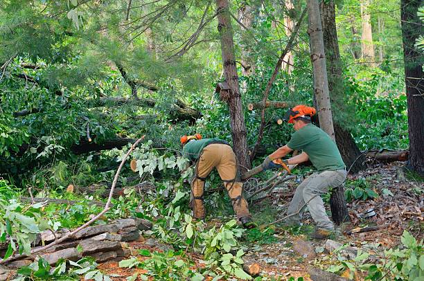 Glenshaw, PA Tree Services Company