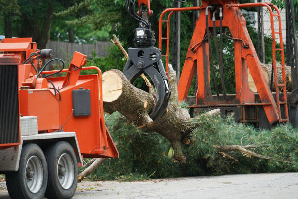 Best Tree Risk Assessment  in Glenshaw, PA